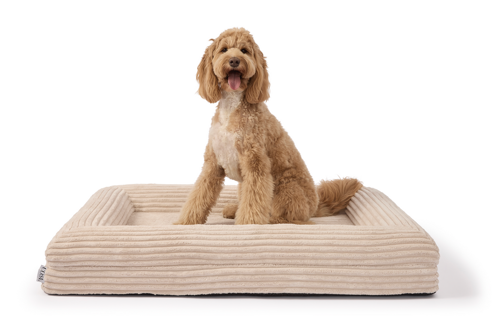 Orthopedic Dog Beds: The Complete Guide to Superior Comfort and Health for Your Dog