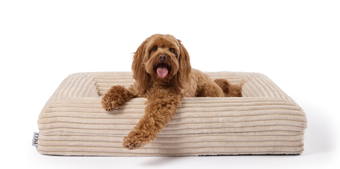 Best Cavoodle Dog Beds Australia | Orthopaedic & Luxury Oodle Beds