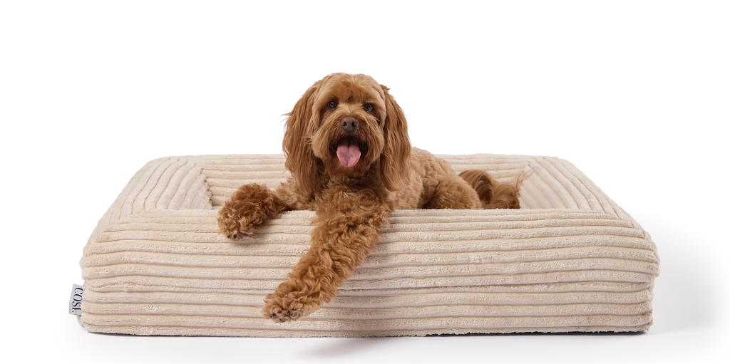 Best Cavoodle Dog Beds Australia | Orthopaedic & Luxury Oodle Beds