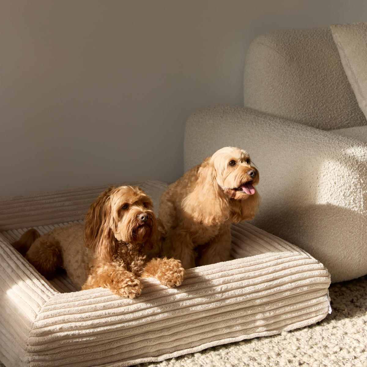 Two dogs lying on a textured pet bed with a neutral background