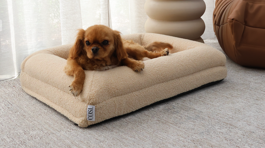 Teddy Cover