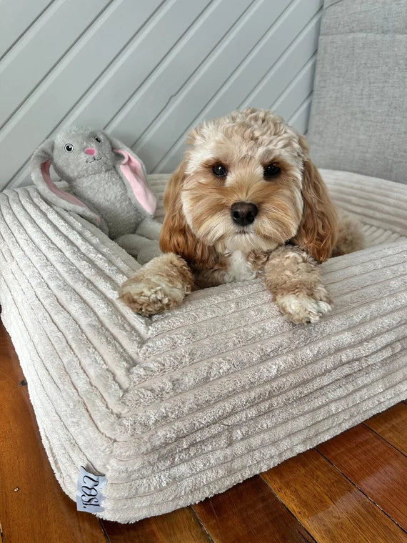 Dog on a COSI bed